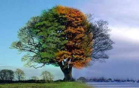 Mi árbol amigo - Poesías sobre árboles y las estaciones