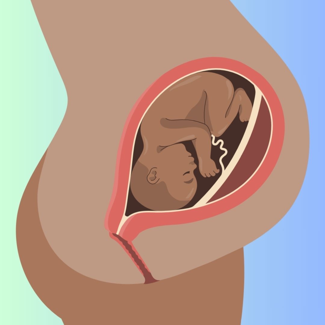 ¿Cómo se alimenta el feto?, datos interesantes, niños,