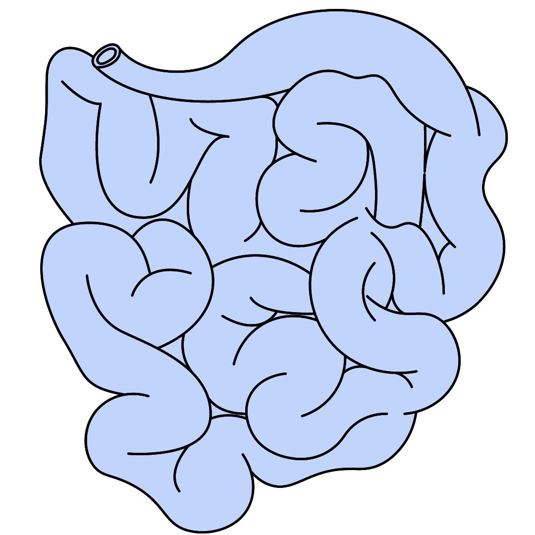 ¿Cuál es la función del intestino delgado?, datos interesantes, niños,