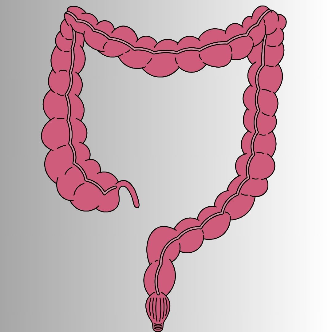 ¿Cuál es la función del intestino grueso?, datos interesantes, niños,