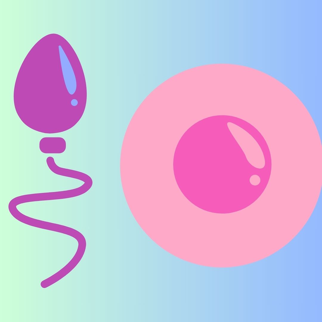 cómo se forman el óvulo y el espermatozoide, datos interesantes, niños,