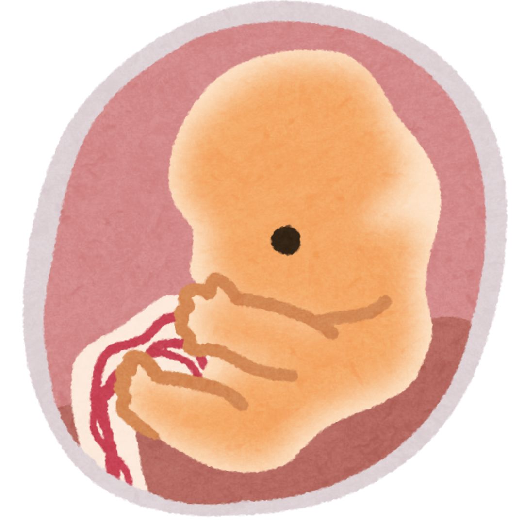 feto, como comienza la vida, datos interesantes, niños,